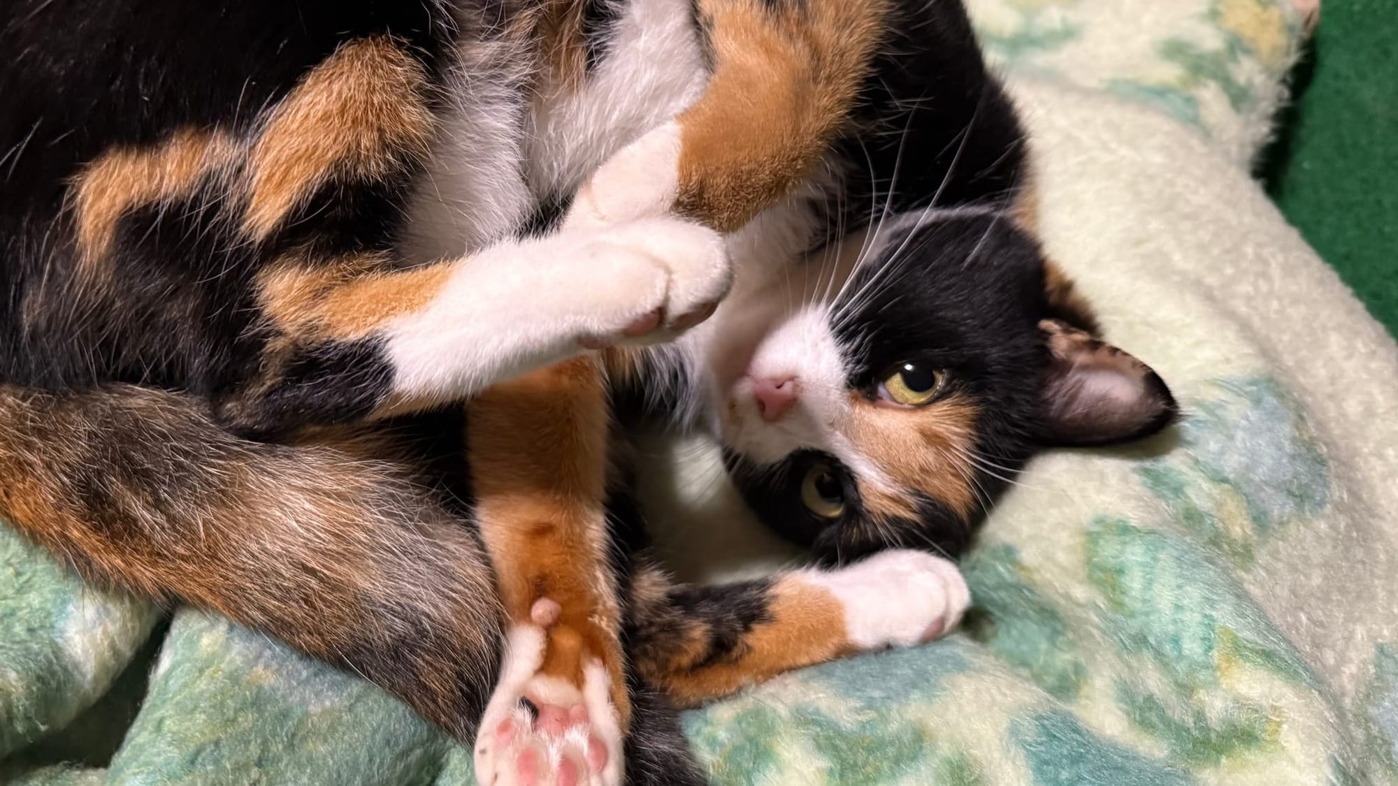 猫をお迎えした