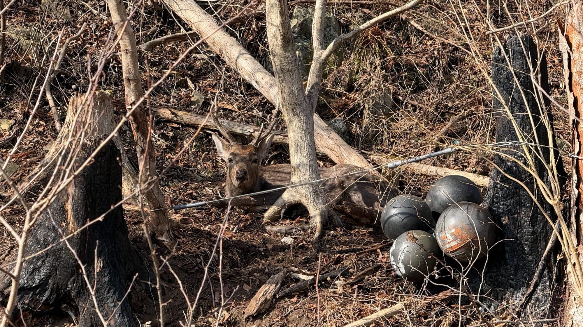初猟の記録: 鹿を罠で捕まえた