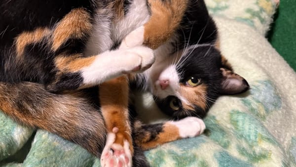 猫をお迎えした